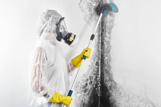 Best Airborne Mold Testing  in Falmouth Foreside, ME