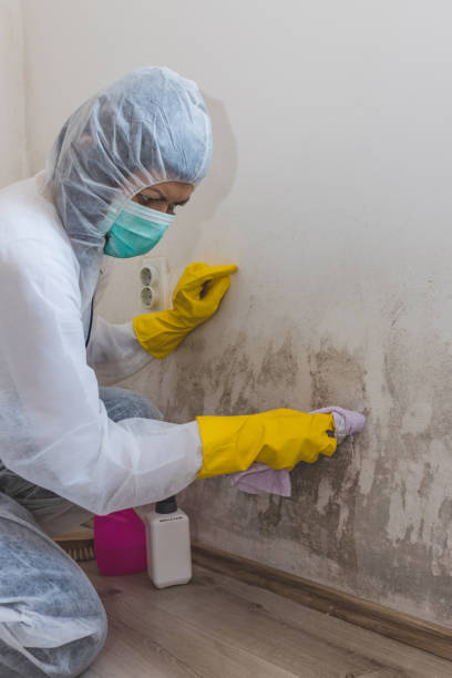 Best Mold Remediation for Healthcare Facilities  in Falmouth Foreside, ME