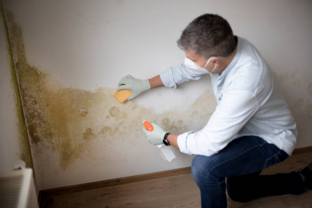 Best Forensic Mold Investigation  in Falmouth Foreside, ME