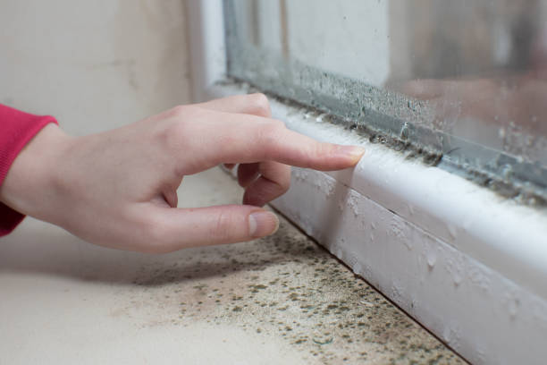 Reliable Falmouth Foreside, ME Mold Removal Solutions