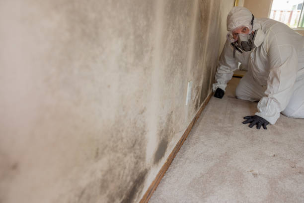 Best Mold Odor Removal Services  in Falmouth Foreside, ME